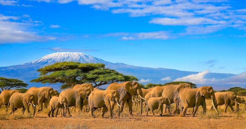 Troupeau d'éléphants au Kenya